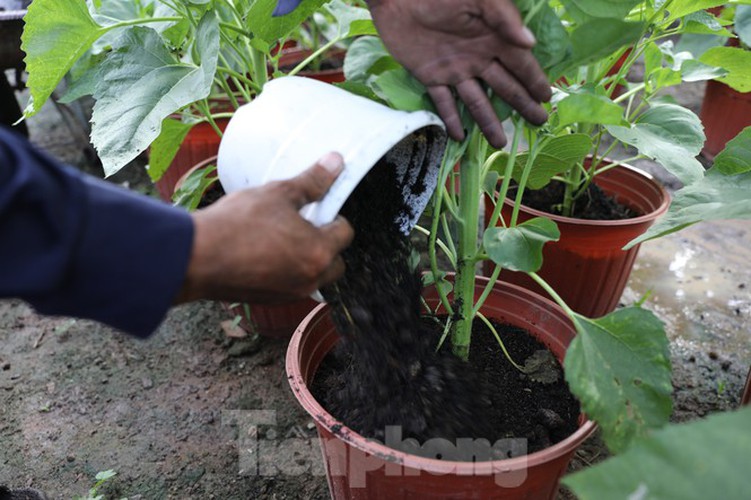 tet preparations underway for gardeners in hcm city’s flower village hinh 7