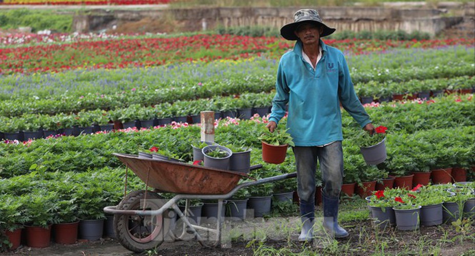 tet preparations underway for gardeners in hcm city’s flower village hinh 8