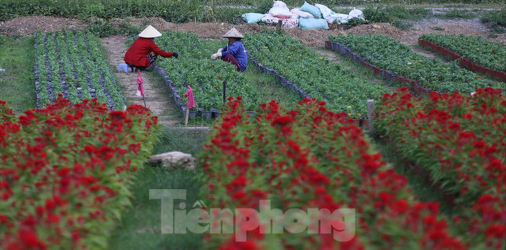 tet preparations underway for gardeners in hcm city’s flower village hinh 9