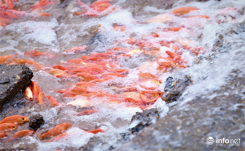 business booms in red carp farming village ahead of kitchen gods day hinh 10