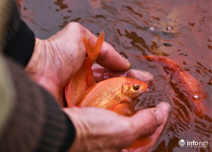 business booms in red carp farming village ahead of kitchen gods day hinh 11