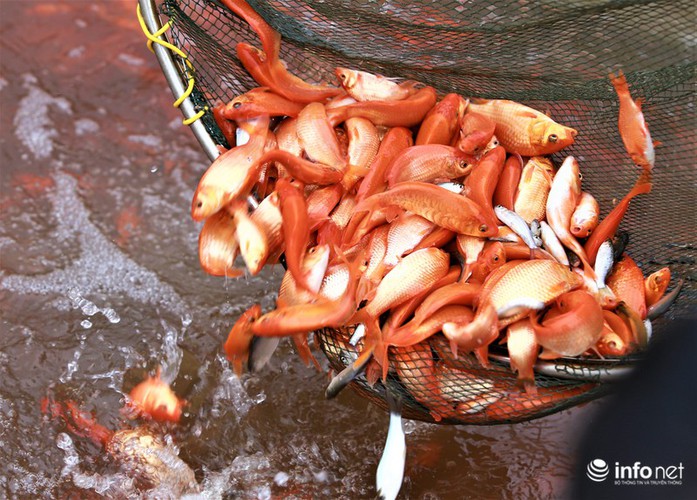 business booms in red carp farming village ahead of kitchen gods day hinh 12