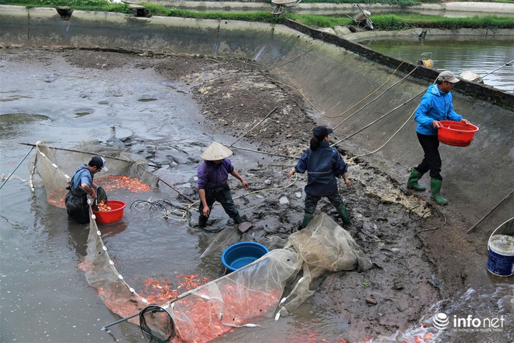 business booms in red carp farming village ahead of kitchen gods day hinh 1