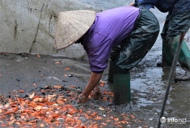 business booms in red carp farming village ahead of kitchen gods day hinh 3