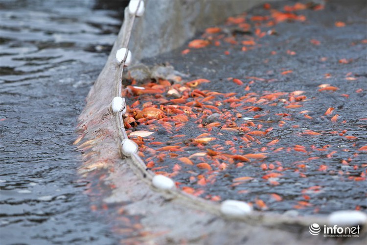 business booms in red carp farming village ahead of kitchen gods day hinh 5