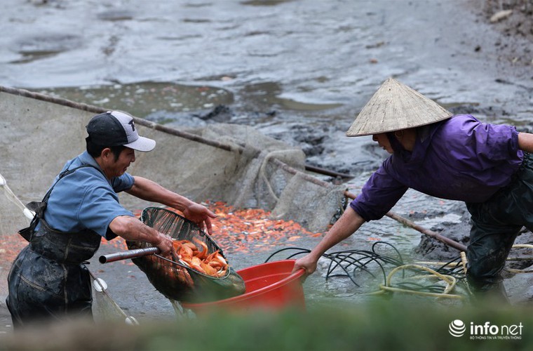 business booms in red carp farming village ahead of kitchen gods day hinh 6