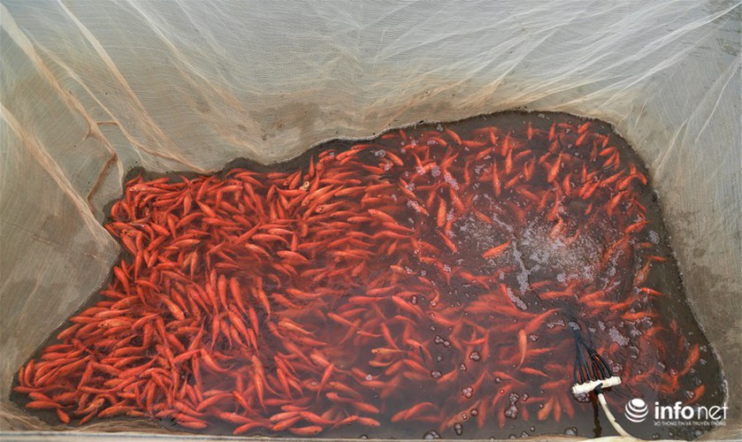 business booms in red carp farming village ahead of kitchen gods day hinh 8