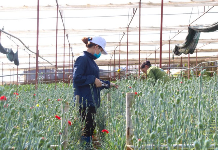 van thanh flower village in da lat gears up for tet hinh 2