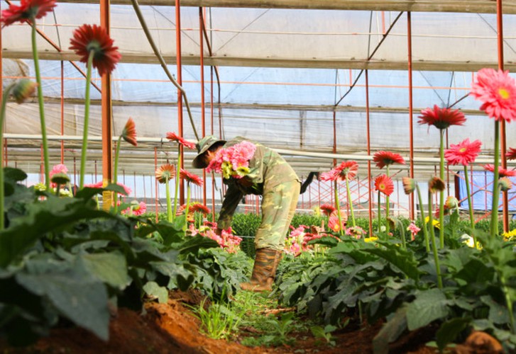 van thanh flower village in da lat gears up for tet hinh 3