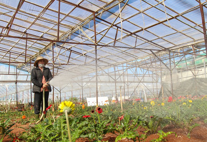 van thanh flower village in da lat gears up for tet hinh 5