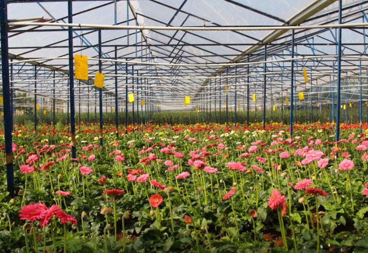 van thanh flower village in da lat gears up for tet hinh 7