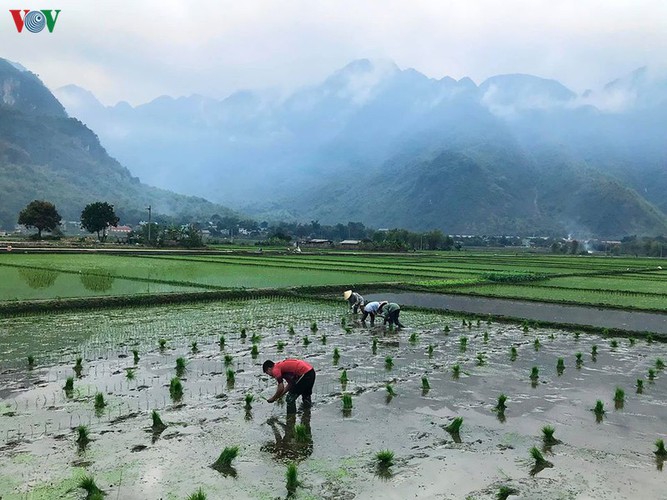 foreigners savour tranquil scenery of villages in mai chau hinh 4