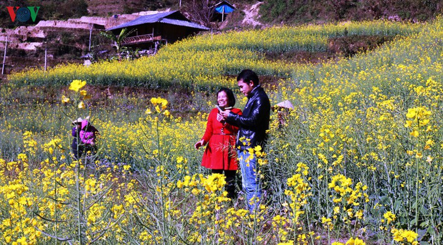 discovering yellow mustard flowers of mu cang chai terraced fields hinh 10