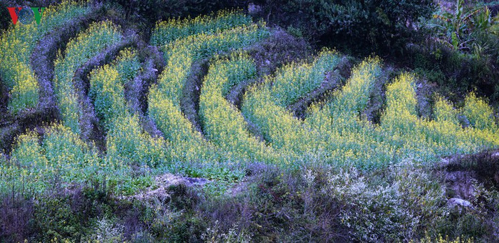 discovering yellow mustard flowers of mu cang chai terraced fields hinh 12