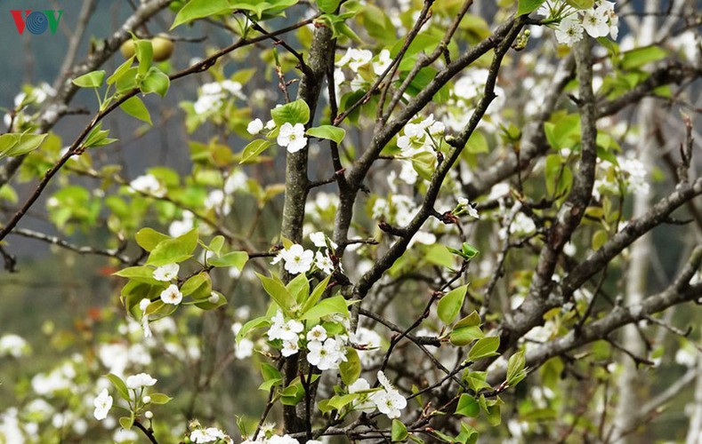 discovering yellow mustard flowers of mu cang chai terraced fields hinh 13