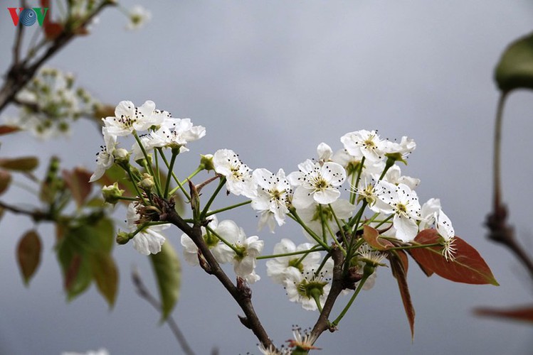 discovering yellow mustard flowers of mu cang chai terraced fields hinh 14
