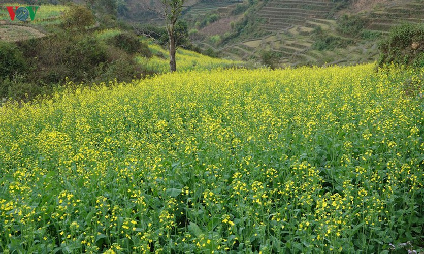 discovering yellow mustard flowers of mu cang chai terraced fields hinh 1