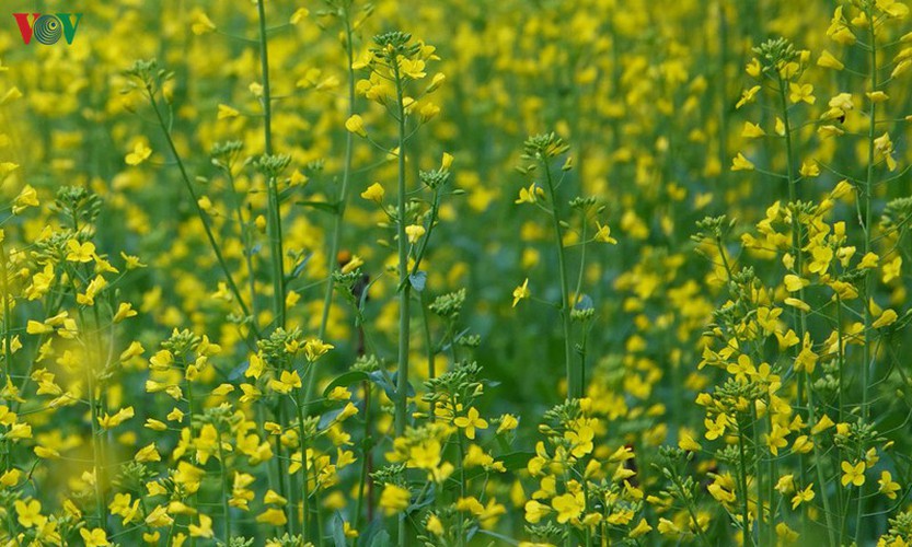 discovering yellow mustard flowers of mu cang chai terraced fields hinh 2