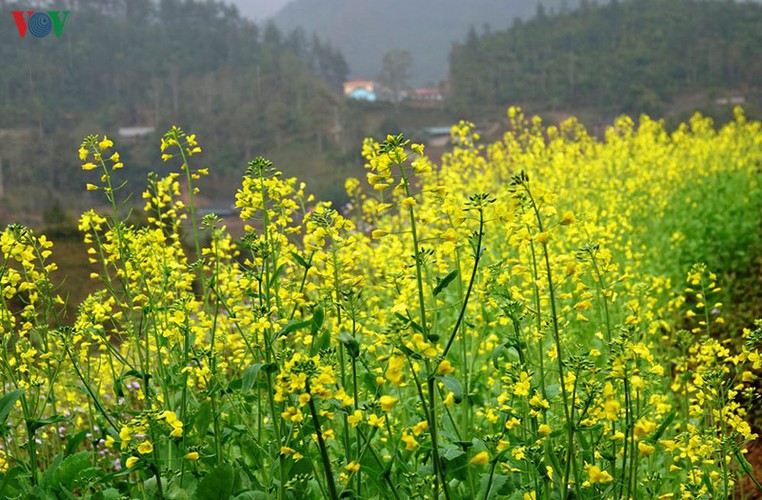discovering yellow mustard flowers of mu cang chai terraced fields hinh 3