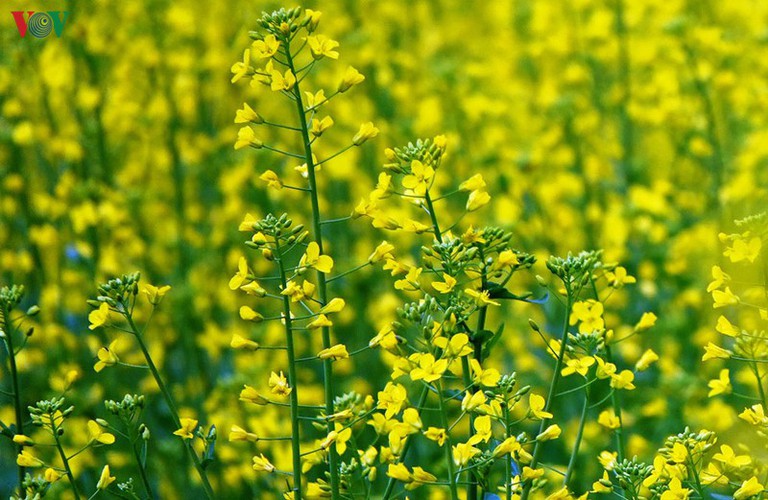 discovering yellow mustard flowers of mu cang chai terraced fields hinh 4