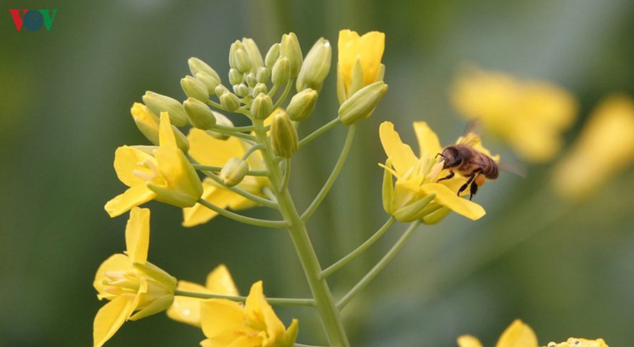 discovering yellow mustard flowers of mu cang chai terraced fields hinh 5