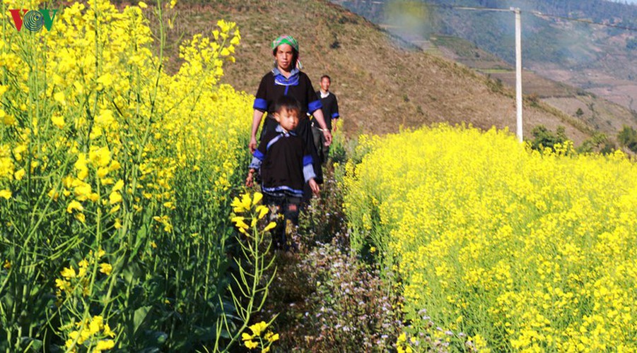 discovering yellow mustard flowers of mu cang chai terraced fields hinh 6