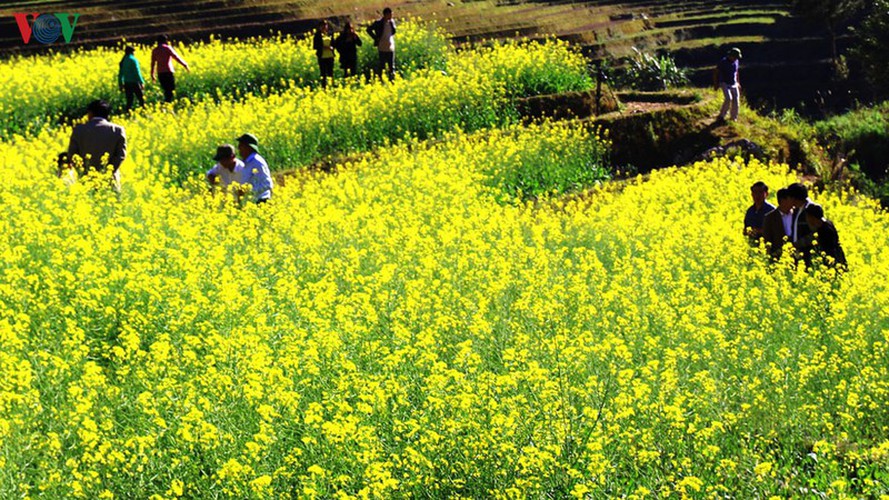 discovering yellow mustard flowers of mu cang chai terraced fields hinh 7