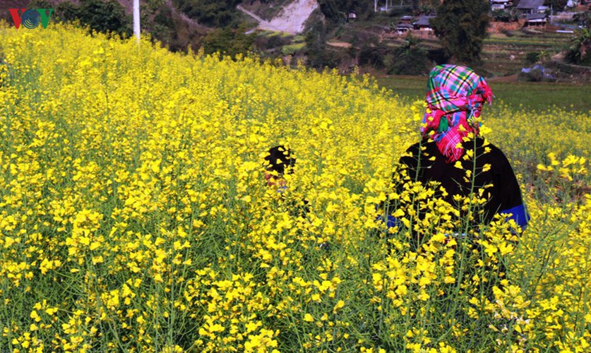 discovering yellow mustard flowers of mu cang chai terraced fields hinh 8