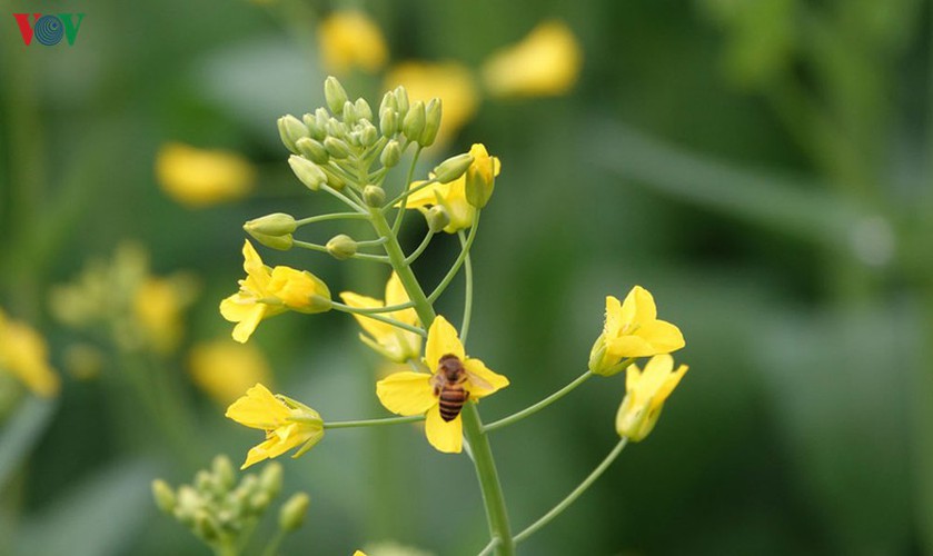 discovering yellow mustard flowers of mu cang chai terraced fields hinh 9