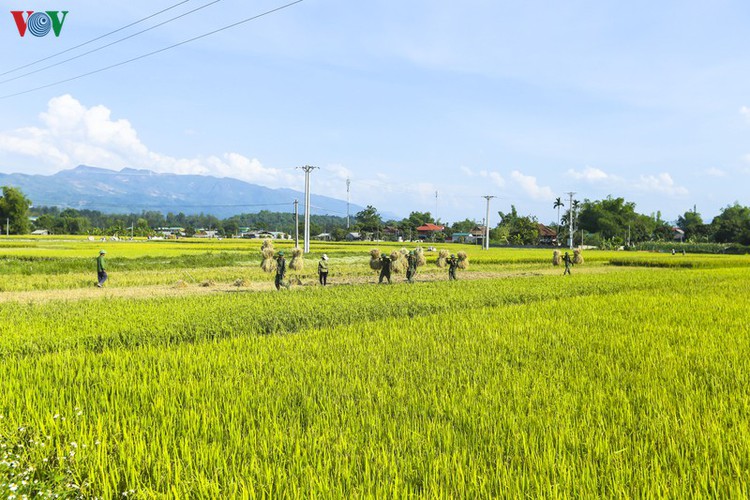 stunning view of muong thanh golden paddy fields in dien bien hinh 10