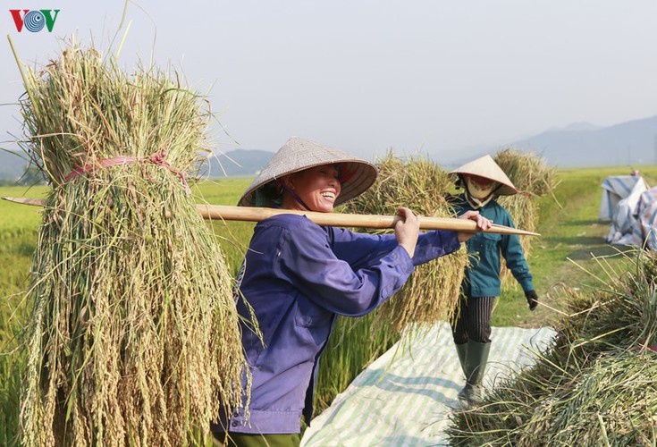 stunning view of muong thanh golden paddy fields in dien bien hinh 11