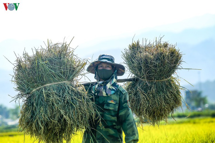 stunning view of muong thanh golden paddy fields in dien bien hinh 12