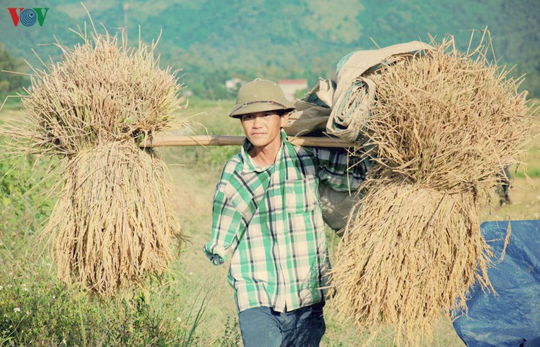 stunning view of muong thanh golden paddy fields in dien bien hinh 13