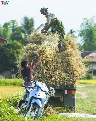 stunning view of muong thanh golden paddy fields in dien bien hinh 14