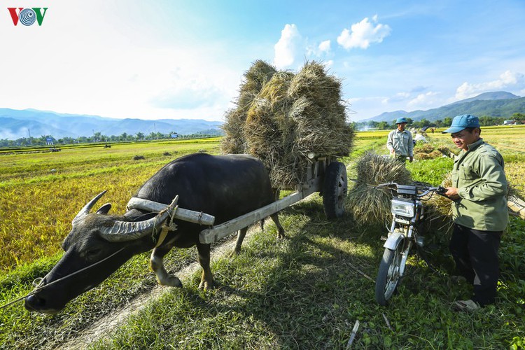 stunning view of muong thanh golden paddy fields in dien bien hinh 15