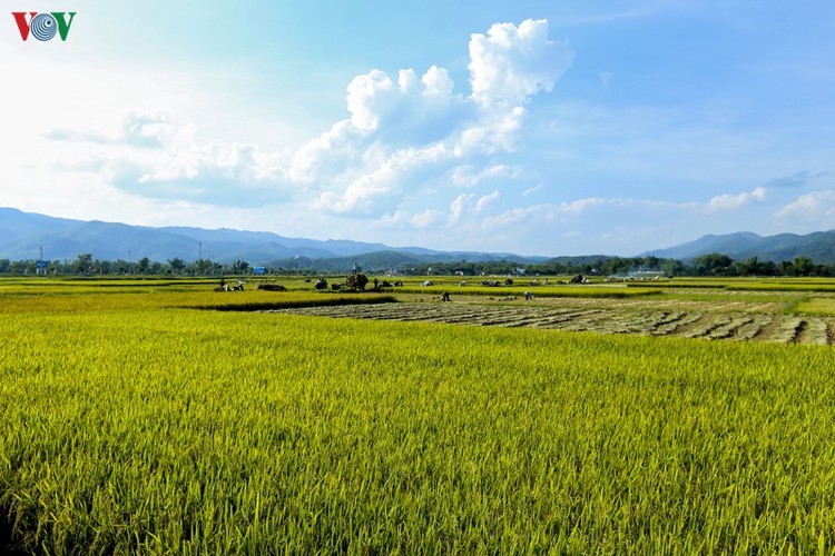 stunning view of muong thanh golden paddy fields in dien bien hinh 18