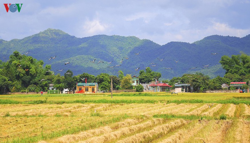 stunning view of muong thanh golden paddy fields in dien bien hinh 19