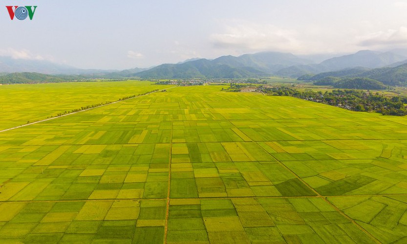 stunning view of muong thanh golden paddy fields in dien bien hinh 1