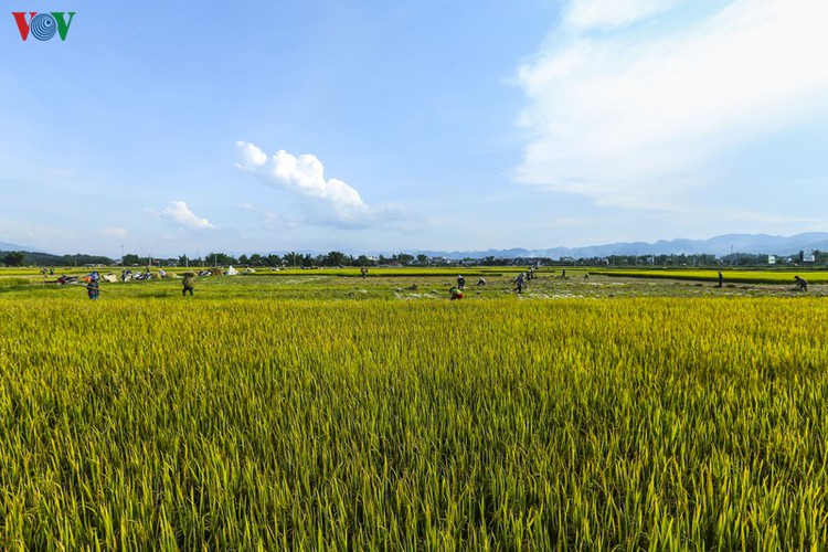 stunning view of muong thanh golden paddy fields in dien bien hinh 3