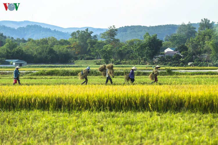 stunning view of muong thanh golden paddy fields in dien bien hinh 4