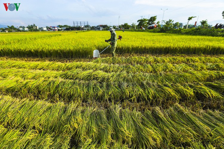 stunning view of muong thanh golden paddy fields in dien bien hinh 5