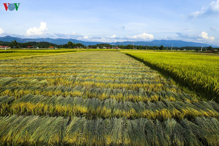 stunning view of muong thanh golden paddy fields in dien bien hinh 6