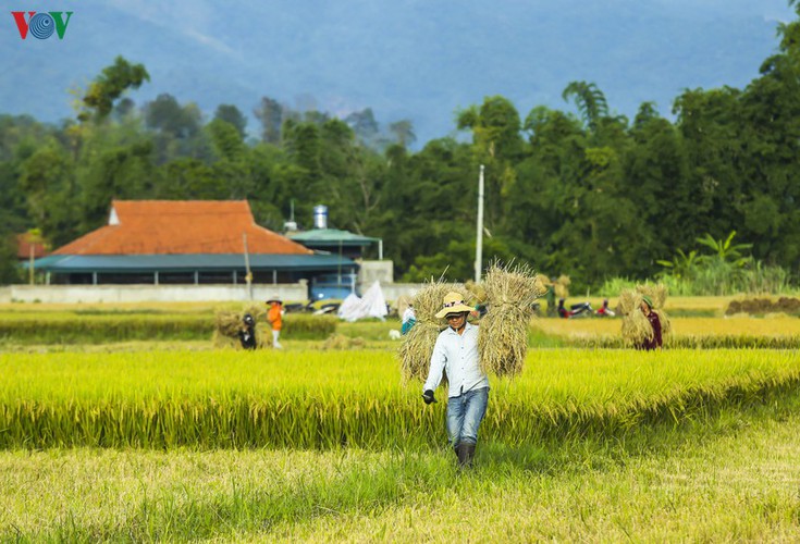 stunning view of muong thanh golden paddy fields in dien bien hinh 7