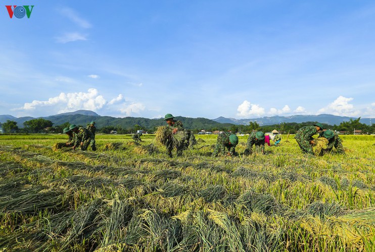 stunning view of muong thanh golden paddy fields in dien bien hinh 8