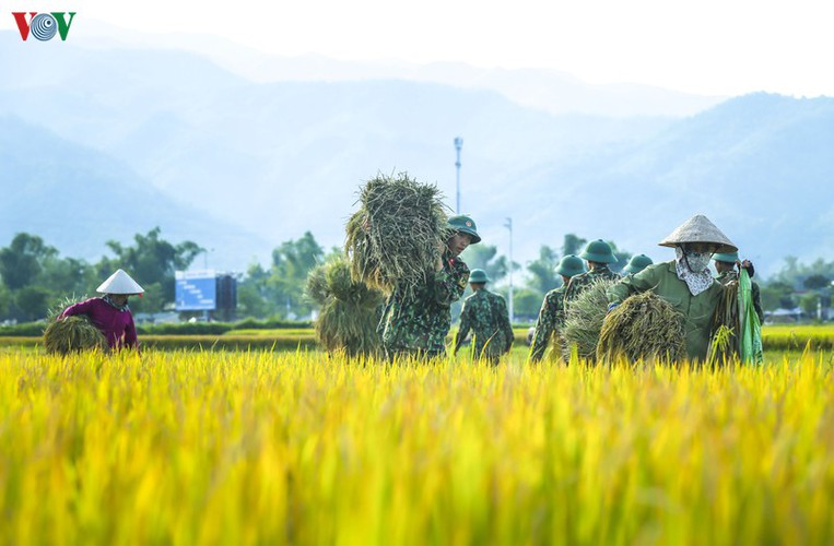 stunning view of muong thanh golden paddy fields in dien bien hinh 9