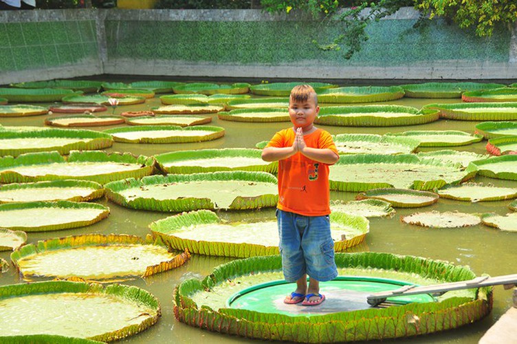 exploring the unique lotus leaf pagoda of dong thap province hinh 1