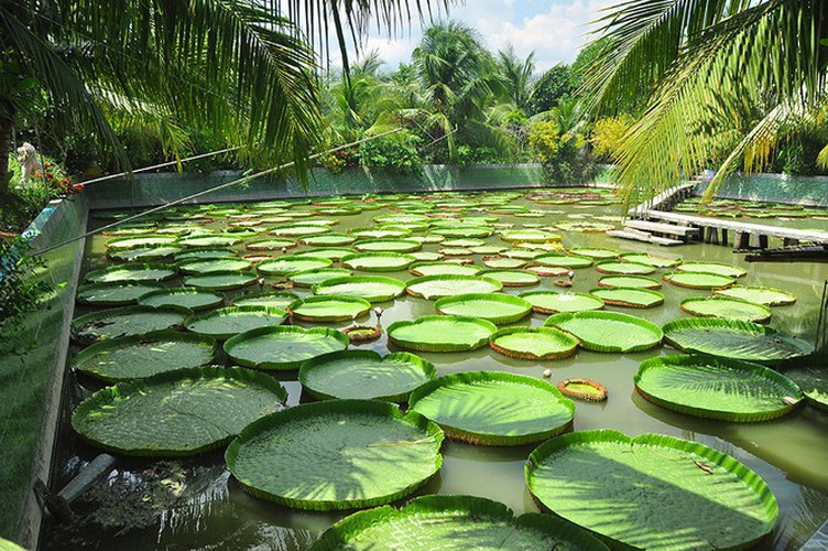 exploring the unique lotus leaf pagoda of dong thap province hinh 3