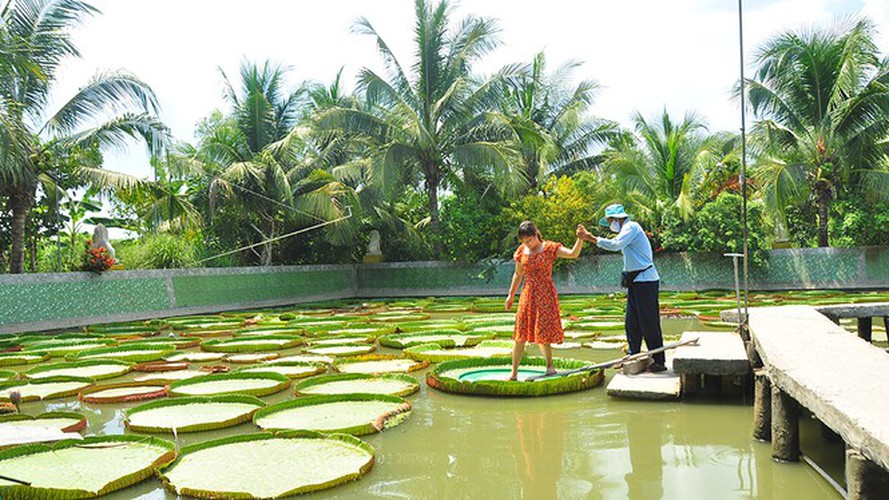 exploring the unique lotus leaf pagoda of dong thap province hinh 8