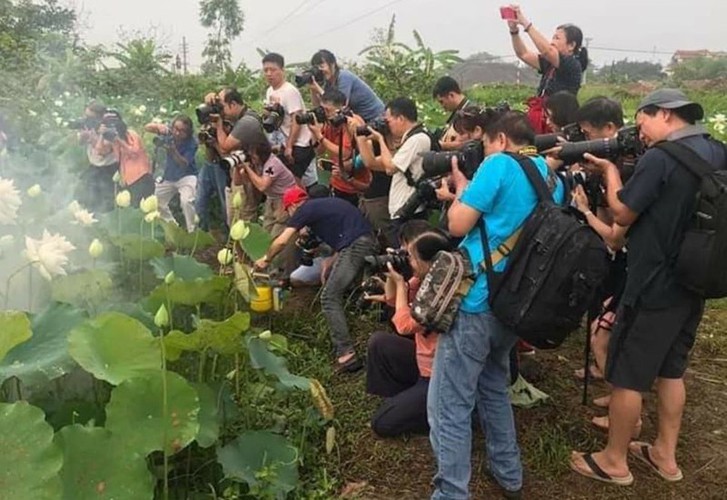 hanoi sees hordes of people flock to white lotus flower pond hinh 11