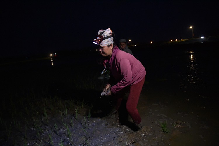 farmers sow rice at night to avoid extreme heat in hanoi hinh 1